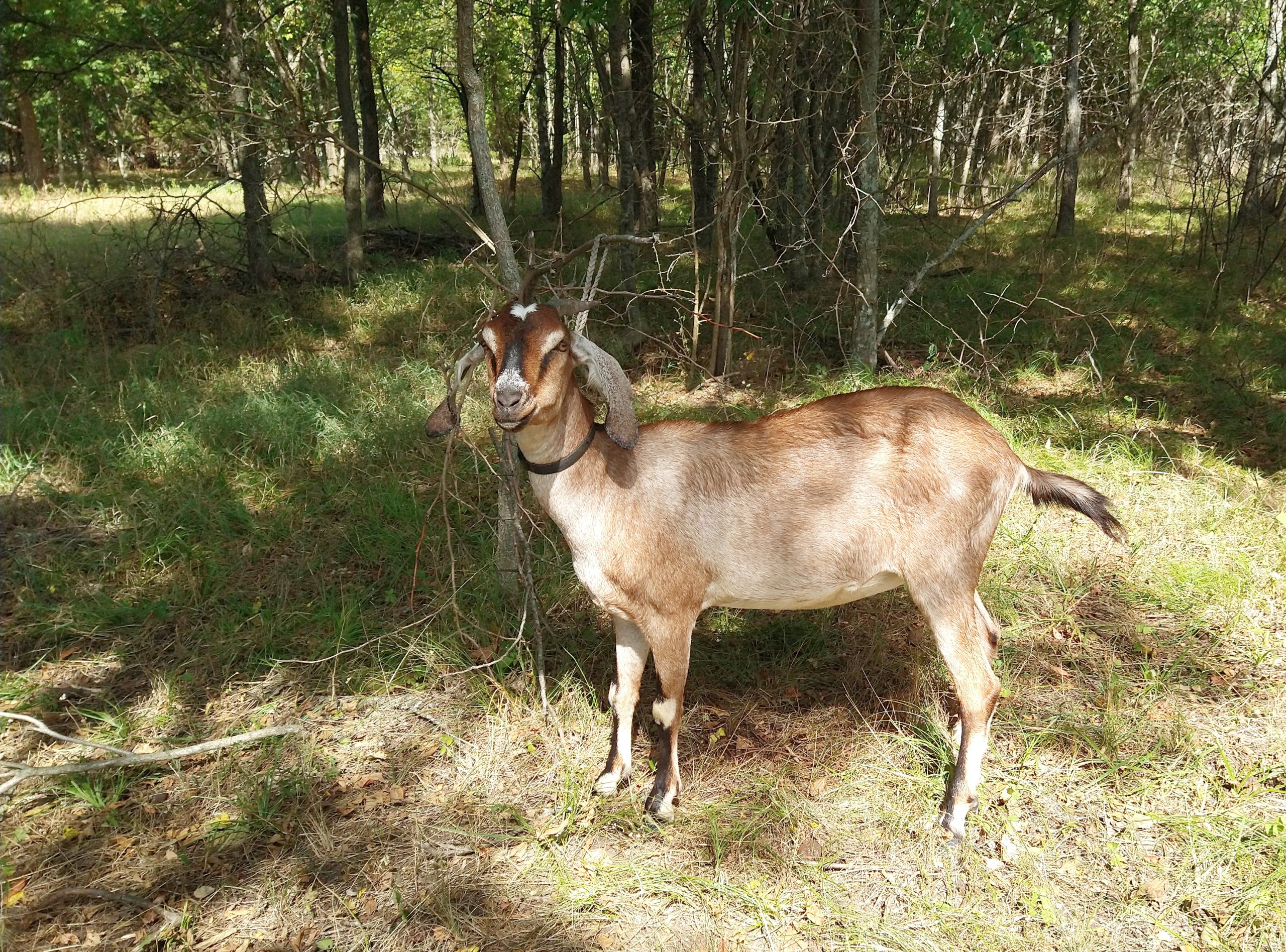 Rune 3