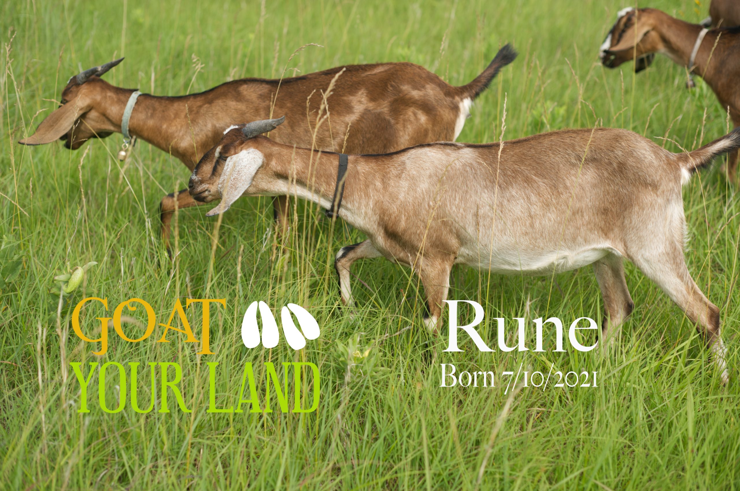 Rune2