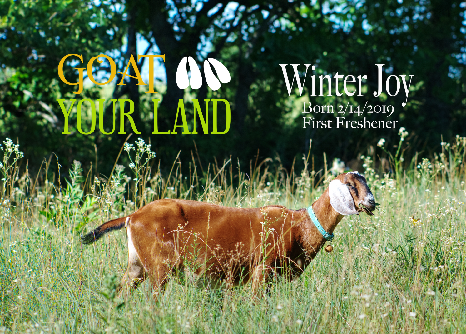 Winter-Joy